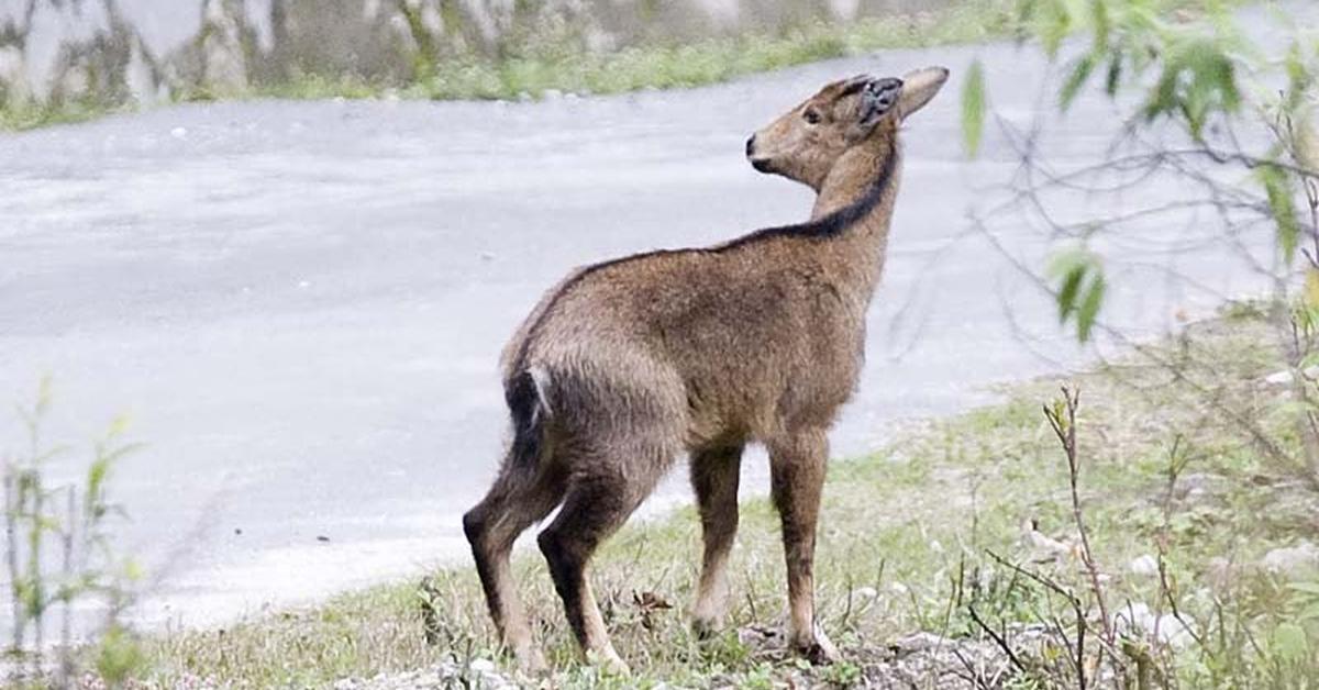 Stunning depiction of Goral, also referred to as Naemorhedus.