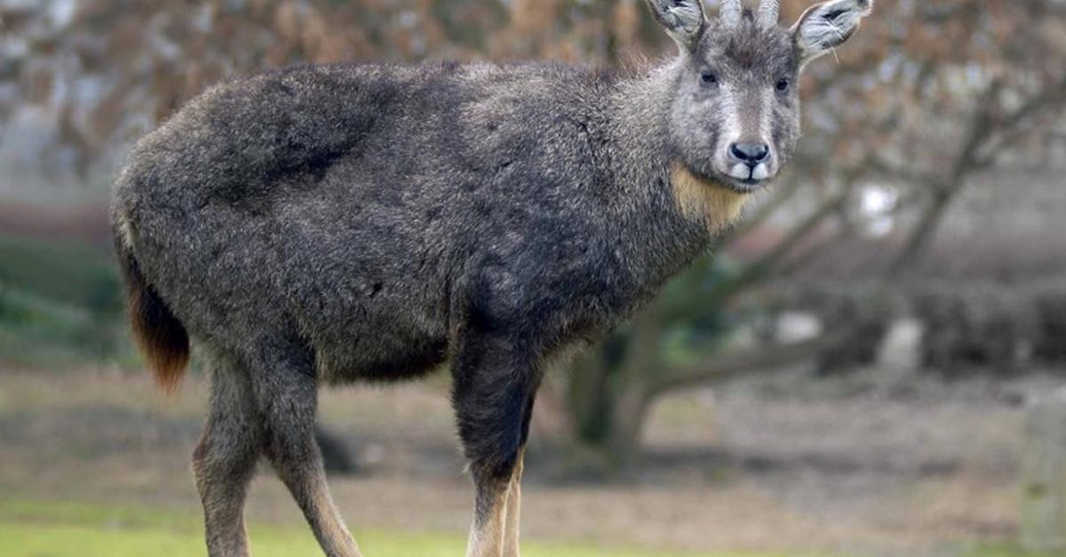 Insightful look at the Goral, known to Indonesians as Kambing Goral.