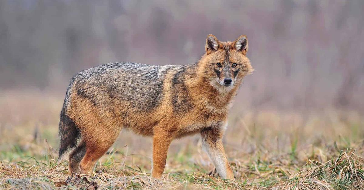 A look at the Golden Jackal, also recognized as Serigala Emas in Indonesian culture.