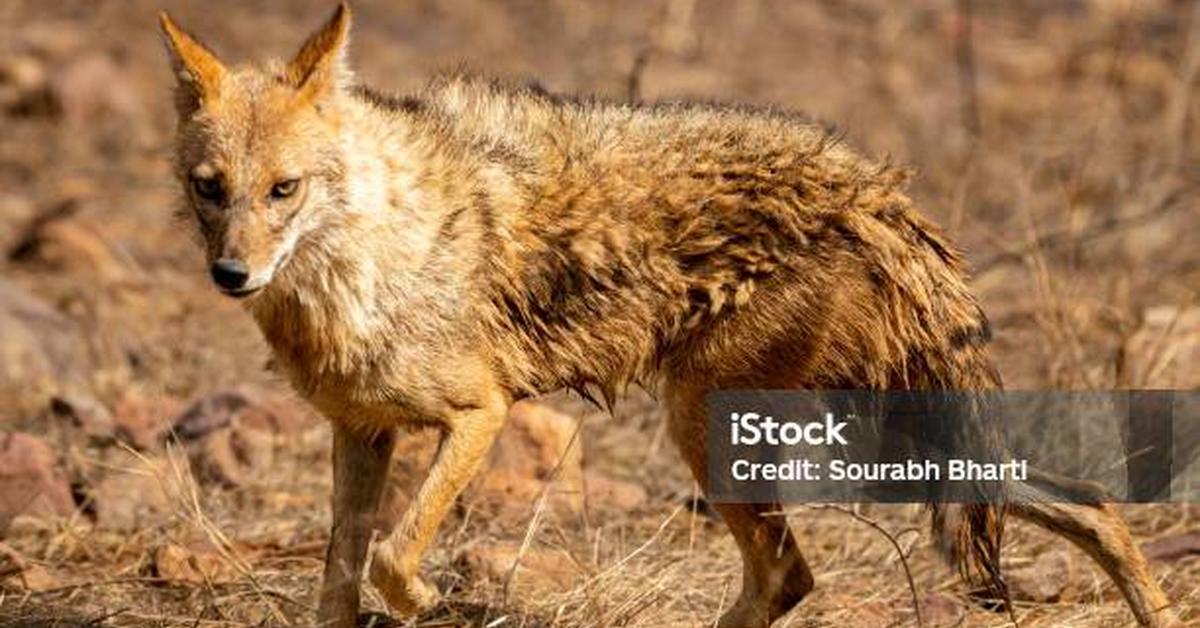 Enchanting Golden Jackal, a species scientifically known as Canis aureus.