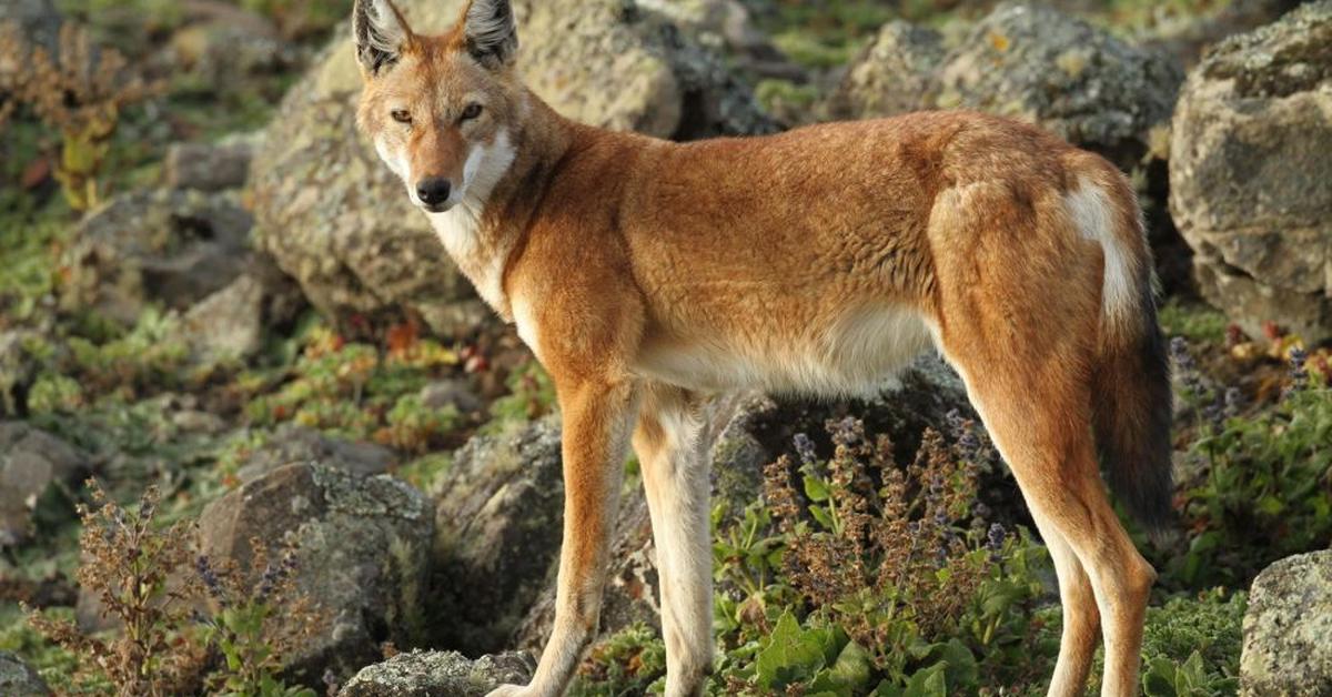 The majestic Golden Jackal, also called Serigala Emas in Indonesia, in its glory.