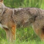 Picture of Golden Jackal, known in Indonesia as Serigala Emas.