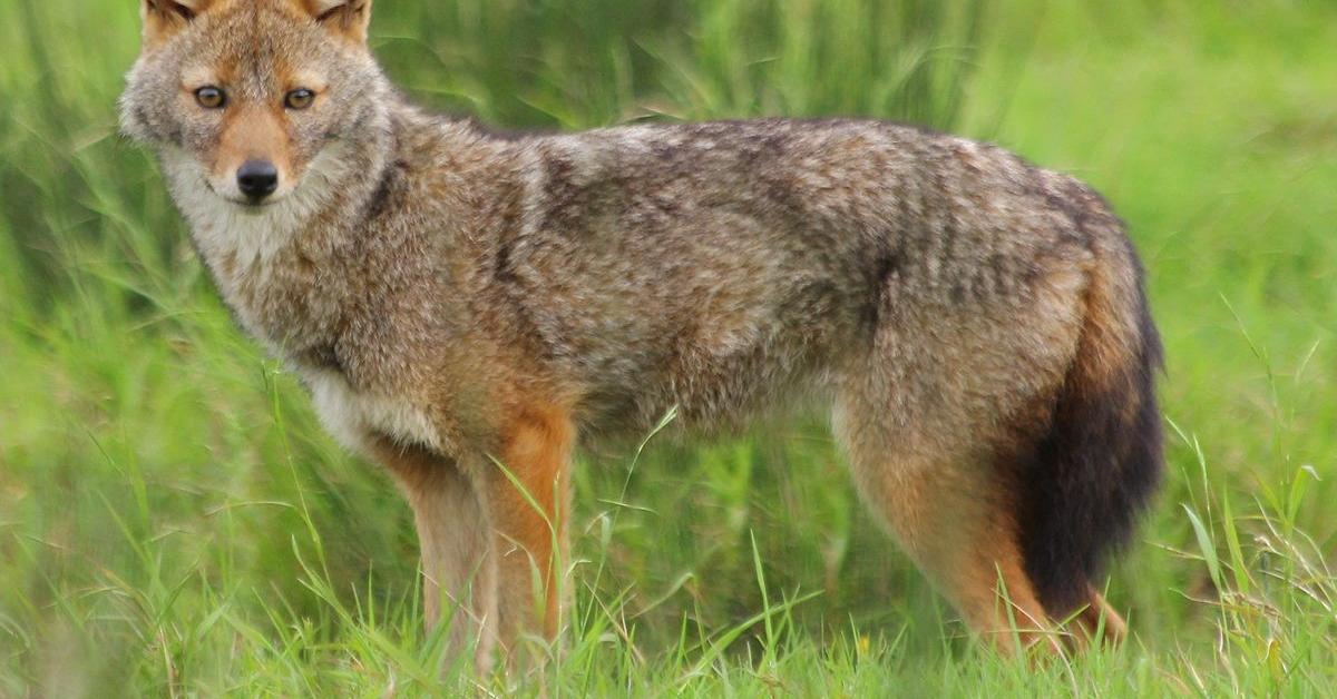 Picture of Golden Jackal, known in Indonesia as Serigala Emas.