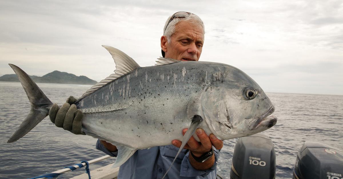 The Giant Trevally in its natural beauty, locally called Ikan Kwee.