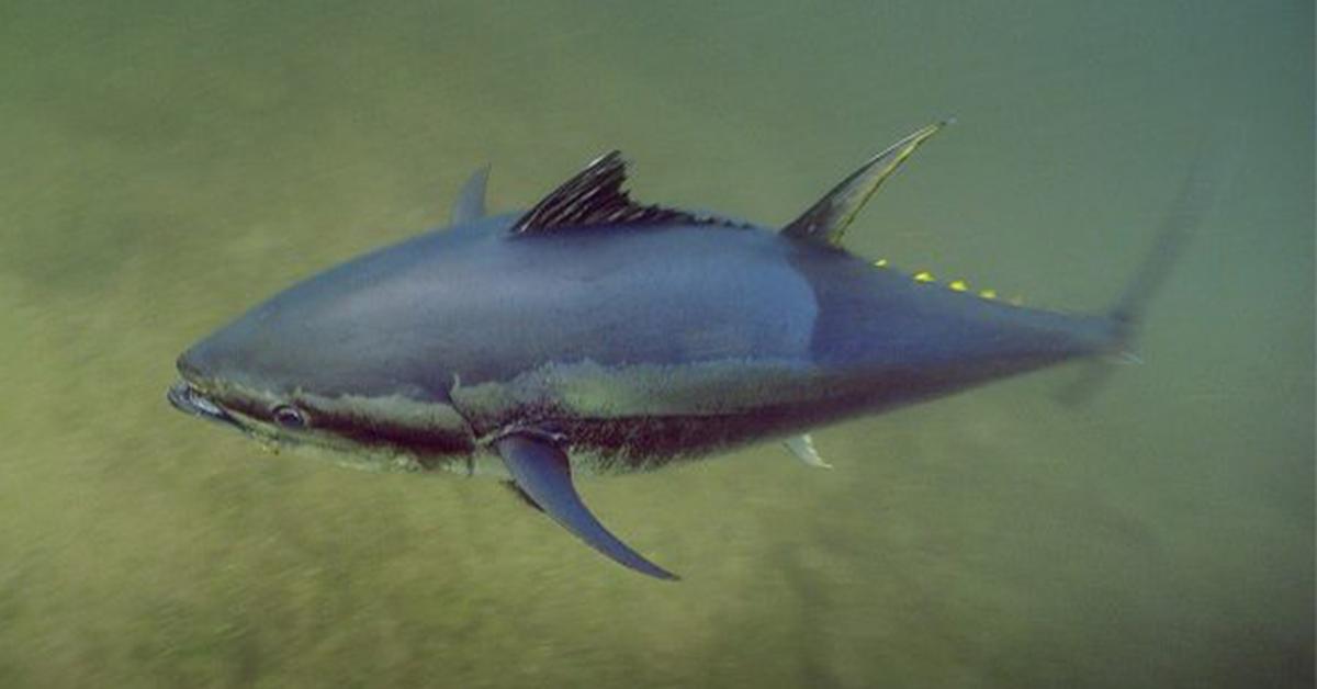 A beautiful representation of the Giant Trevally, scientifically Caranx ignobilis.