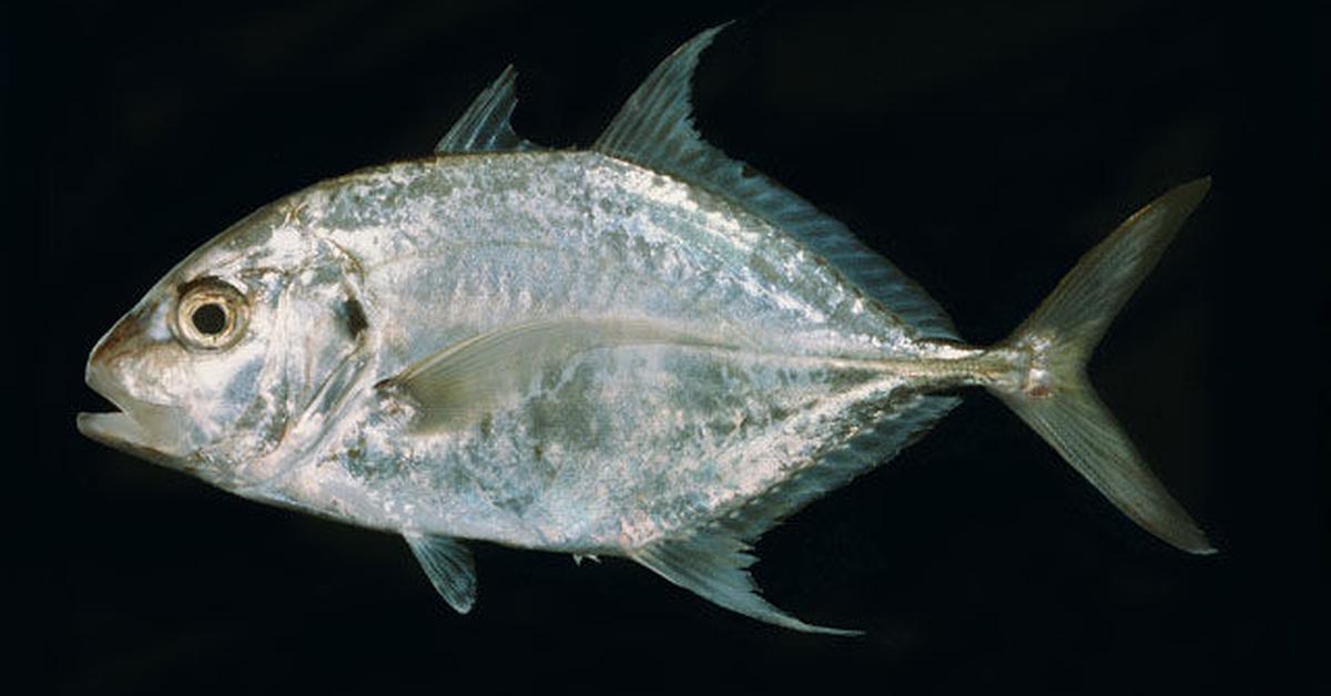 Close-up view of the Giant Trevally, known as Ikan Kwee in Indonesian.