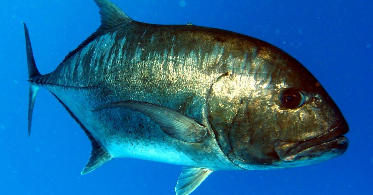 The Giant Trevally, an example of Caranx ignobilis, in its natural environment.