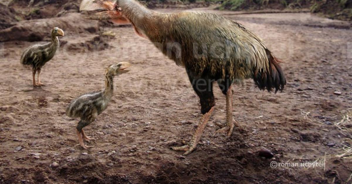 Captured moment of the Gastornis, in Indonesia known as Gastornis.