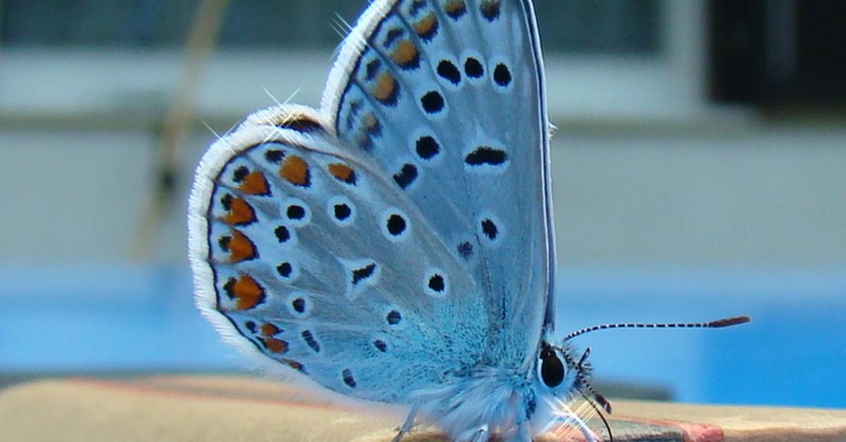 A look at the Gypsy Moth, also recognized as Kupu-kupu Gypsy in Indonesian culture.