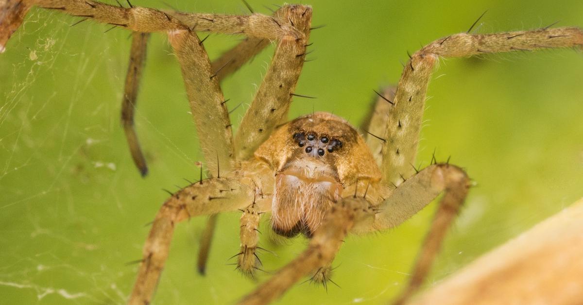 Dynamic image of the Garden Spider, popularly known in Indonesia as Laba-laba Kebun.