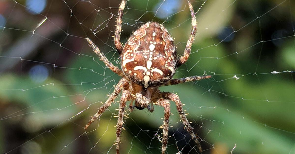 Insightful look at the Garden Spider, known to Indonesians as Laba-laba Kebun.