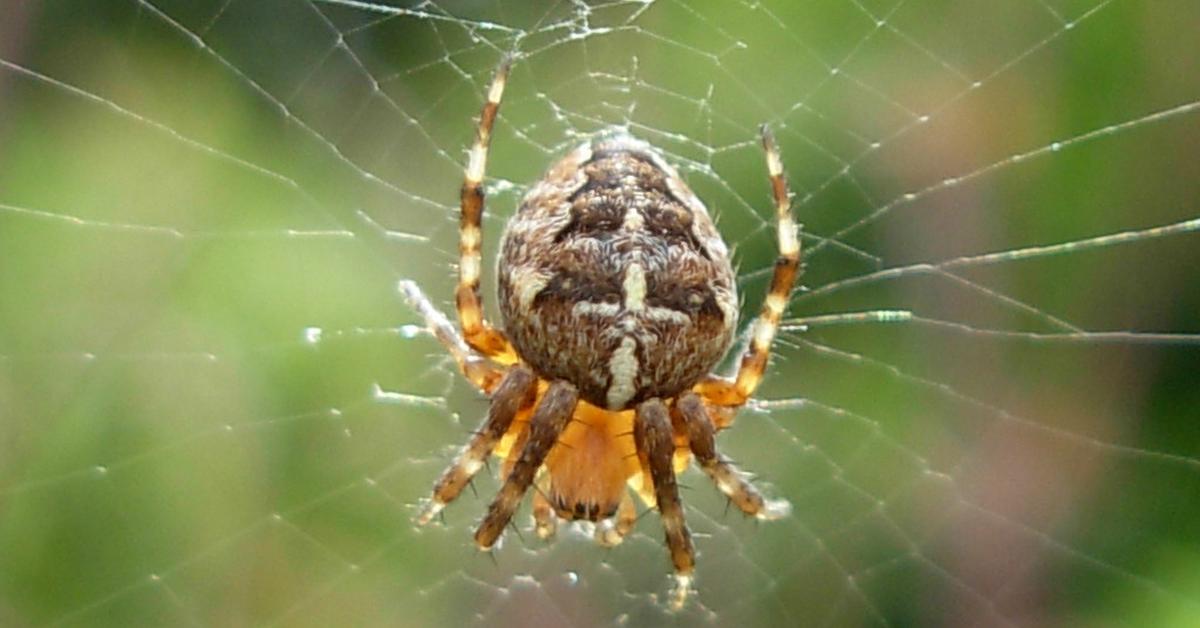 Photograph of the unique Garden Spider, known scientifically as Araneus diadematus.