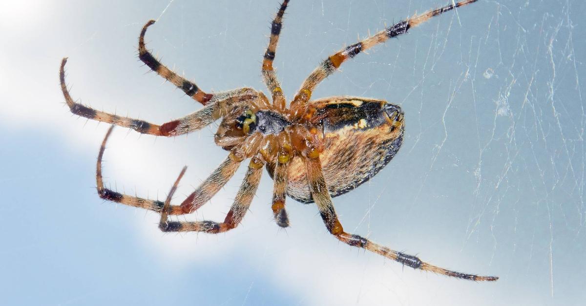 Exquisite image of Garden Spider, in Indonesia known as Laba-laba Kebun.