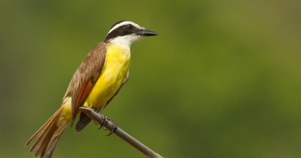 Close-up view of the Great Kiskadee, known as Kiskadee Besar in Indonesian.