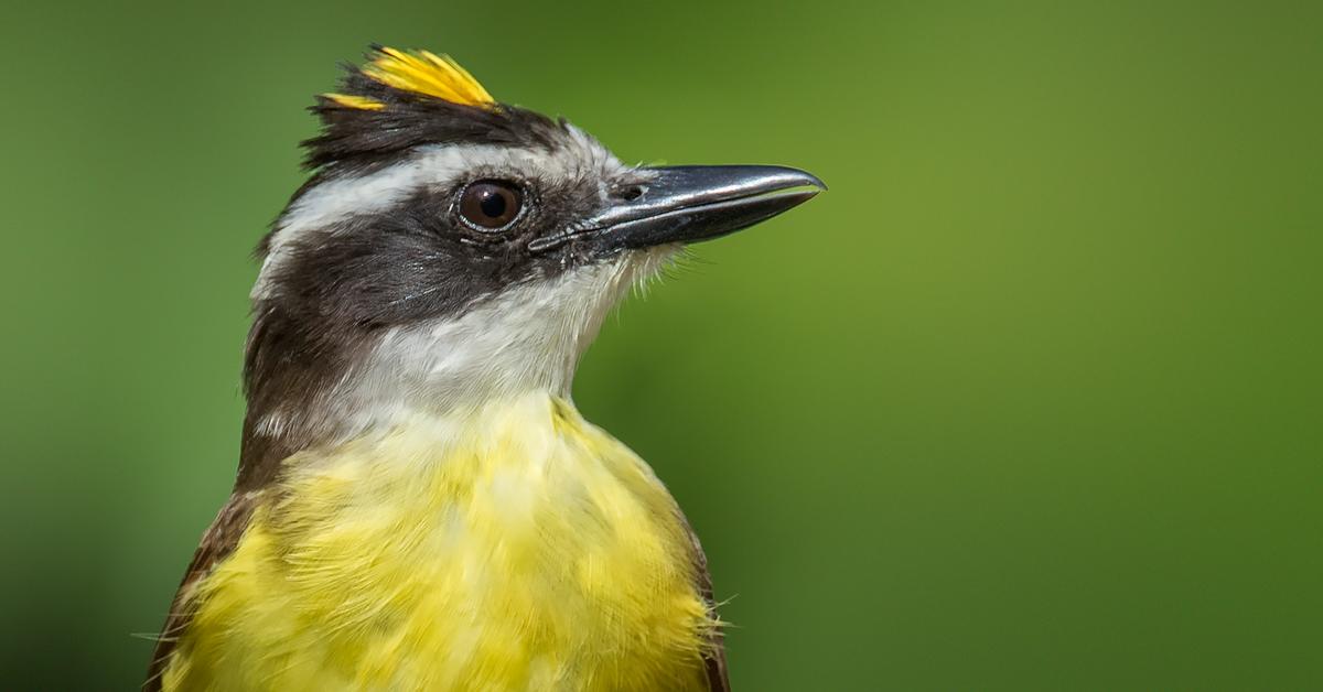 Distinctive Great Kiskadee, in Indonesia known as Kiskadee Besar, captured in this image.