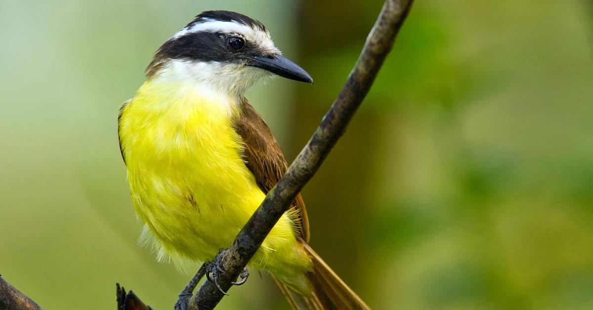 Unique portrayal of the Great Kiskadee, also called Kiskadee Besar in Bahasa Indonesia.