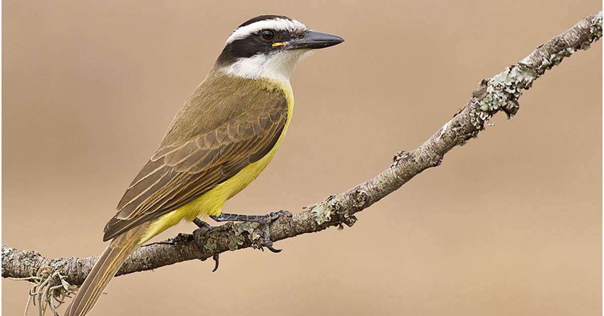 Close-up view of the Great Kiskadee, known as Kiskadee Besar in Indonesian.