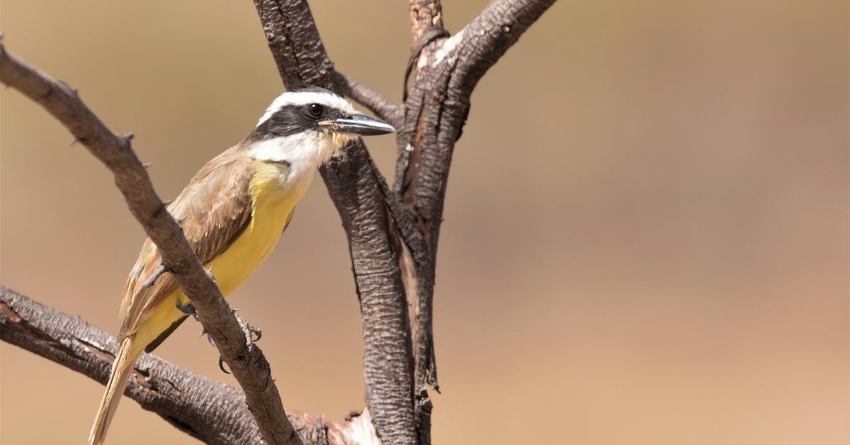 Detailed shot of the Great Kiskadee, or Pitangus sulphuratus, in its natural setting.