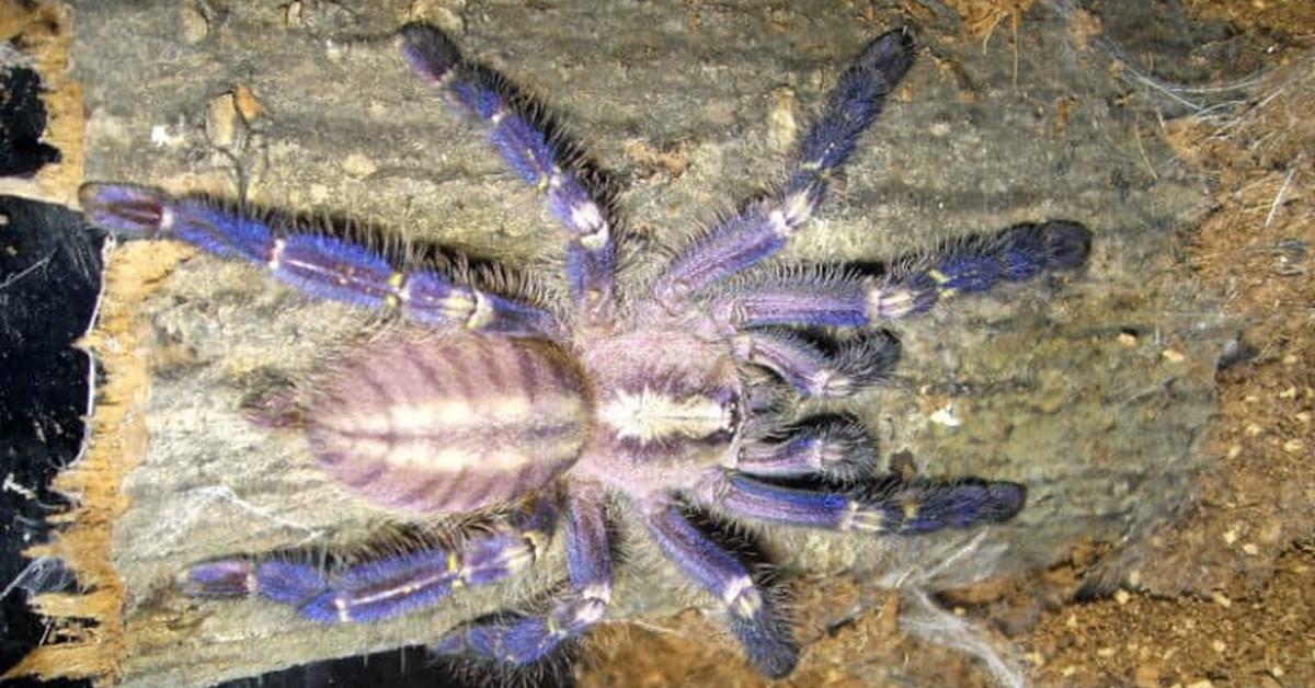 Close-up view of the Gooty Sapphire Tarantula, known as Tarantula Safir Gooty in Indonesian.