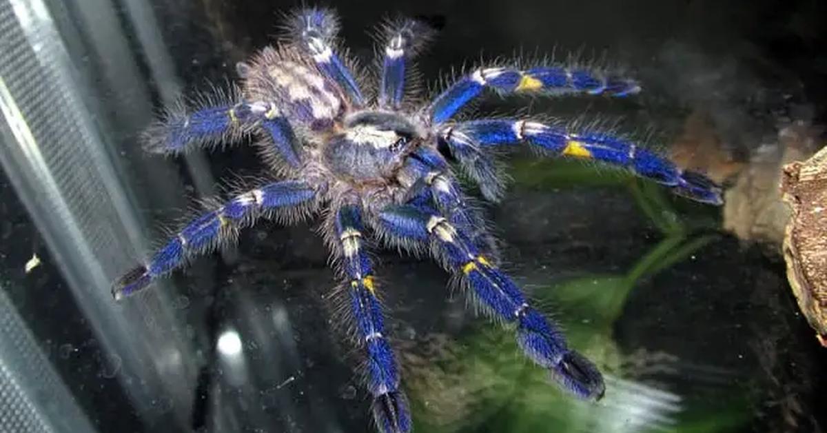 Snapshot of the intriguing Gooty Sapphire Tarantula, scientifically named Poecilotheria metallica.