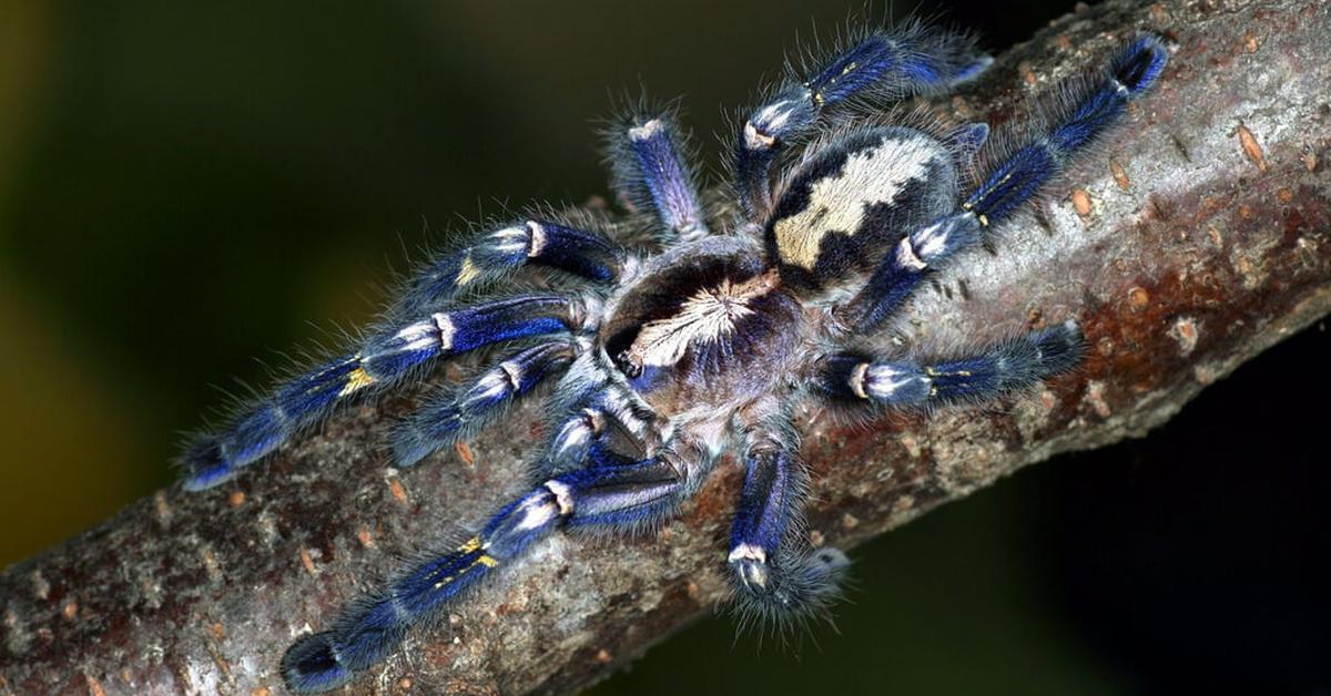 Captivating shot of the Gooty Sapphire Tarantula, or Tarantula Safir Gooty in Bahasa Indonesia.