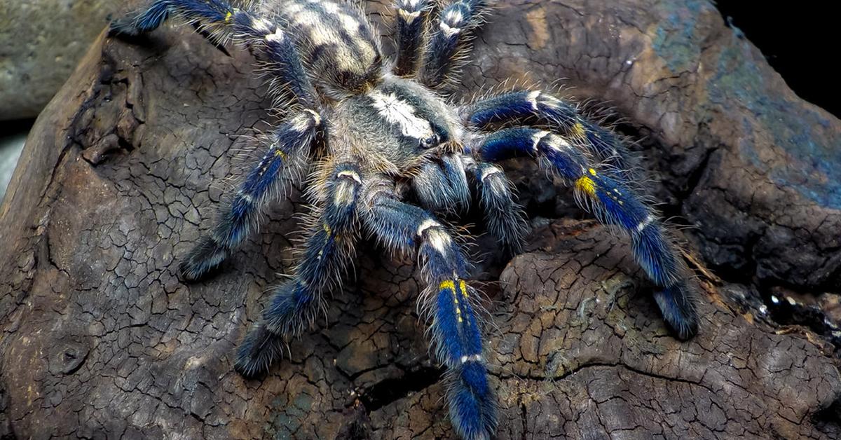 Iconic view of the Gooty Sapphire Tarantula, or Poecilotheria metallica, in its habitat.