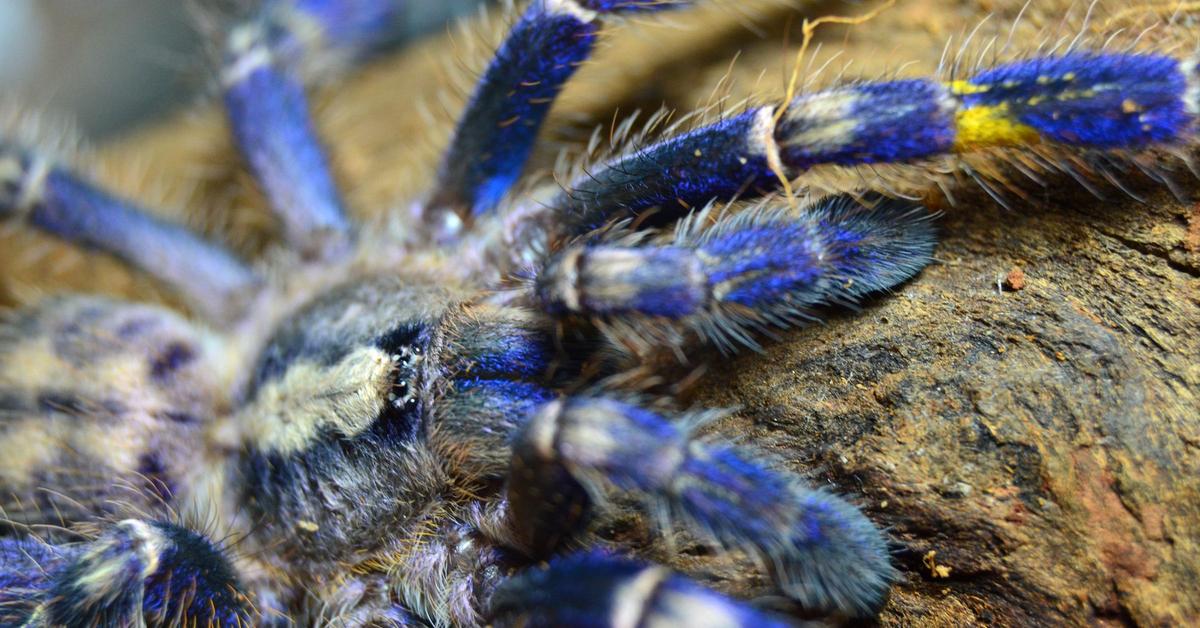 Photogenic Gooty Sapphire Tarantula, scientifically referred to as Poecilotheria metallica.