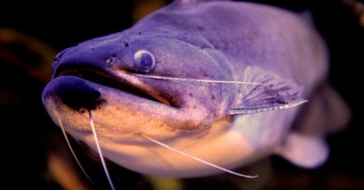 Photogenic Gulper Catfish, scientifically referred to as Asterophysus batrachus.