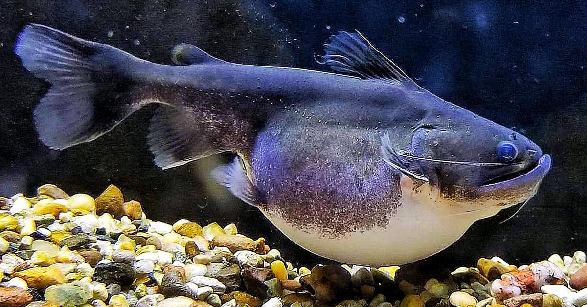 Picture of Gulper Catfish, known in Indonesia as Lele Gulper.