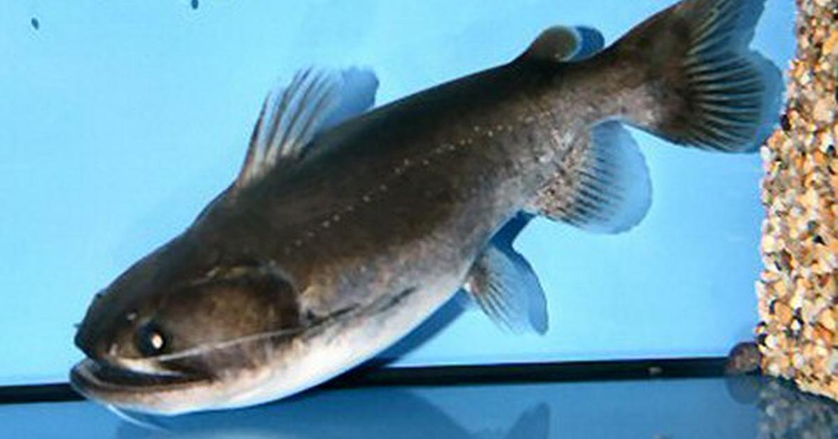 Visual representation of the Gulper Catfish, recognized in Indonesia as Lele Gulper.