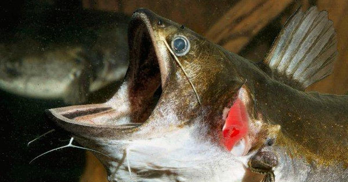 The Gulper Catfish, a beautiful species also known as Lele Gulper in Bahasa Indonesia.