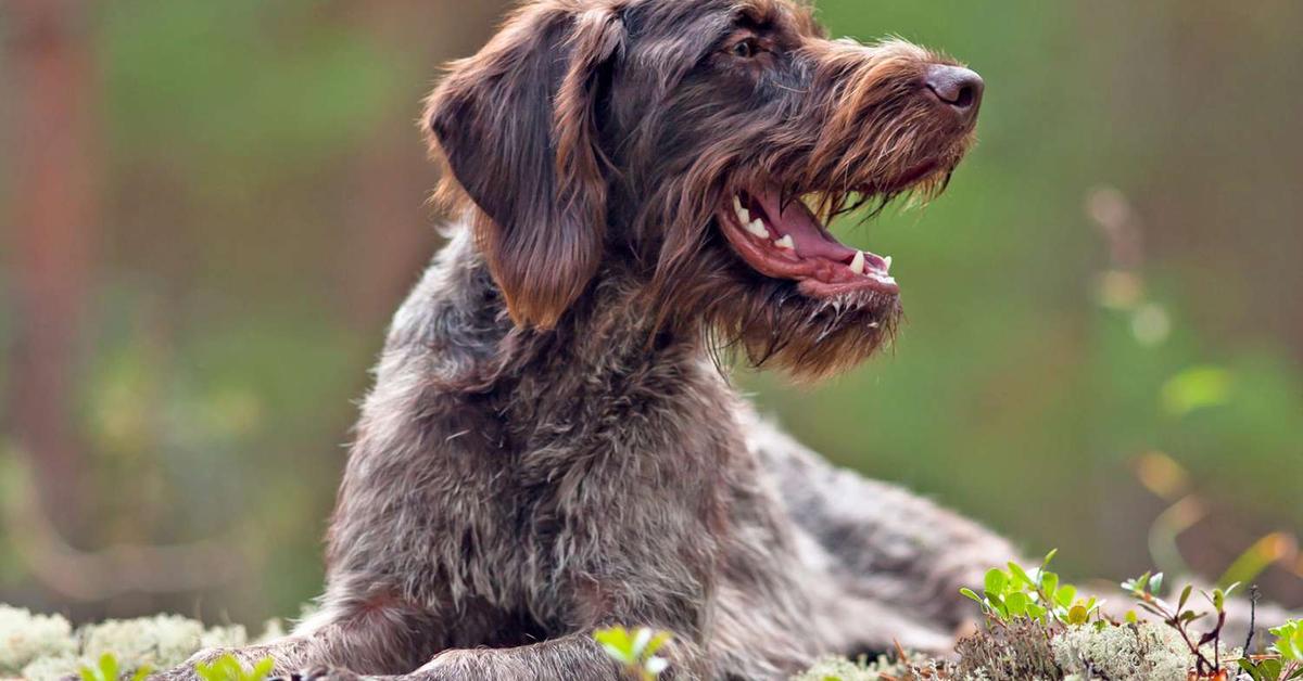 A look at the German Wirehaired Pointer, also recognized as Pointer Jerman Berambut Kawat in Indonesian culture.