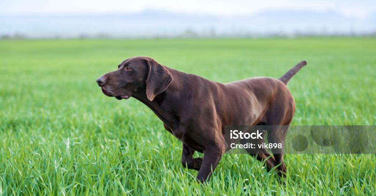 Exquisite image of German Wirehaired Pointer, in Indonesia known as Pointer Jerman Berambut Kawat.