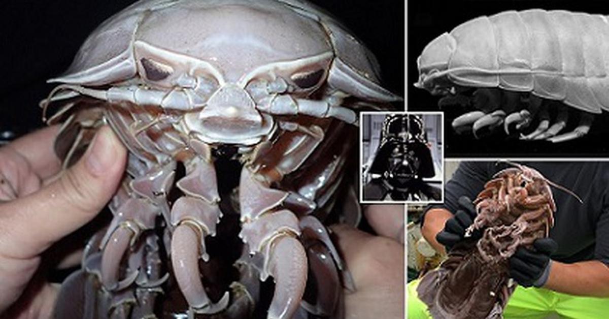 Photograph of the unique Giant Isopod, known scientifically as Bathynomus giganteus.