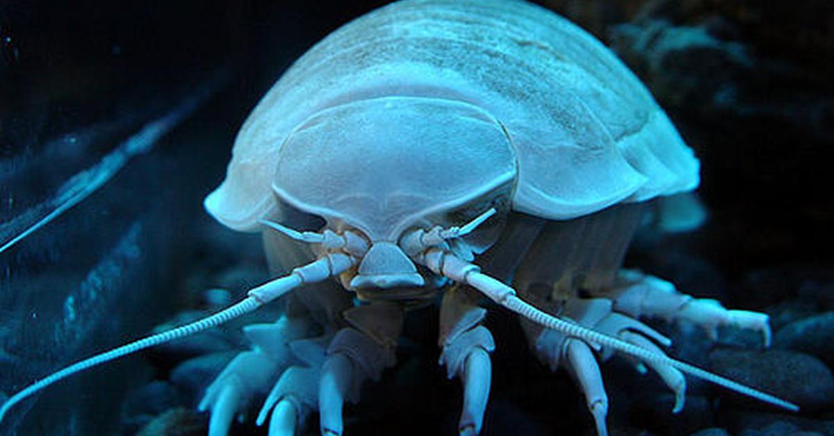 A look at the Giant Isopod, also recognized as Isopod Raksasa in Indonesian culture.