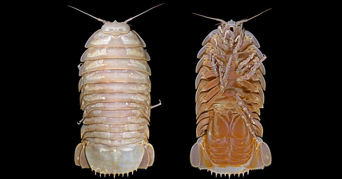 Exquisite image of Giant Isopod, in Indonesia known as Isopod Raksasa.