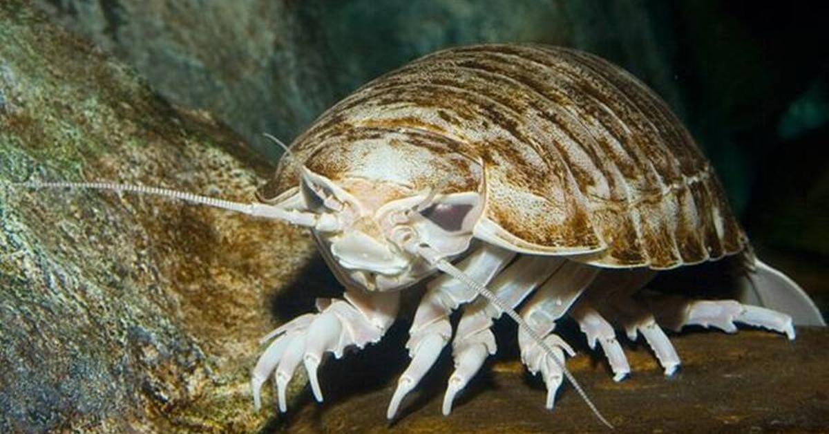 Snapshot of the intriguing Giant Isopod, scientifically named Bathynomus giganteus.