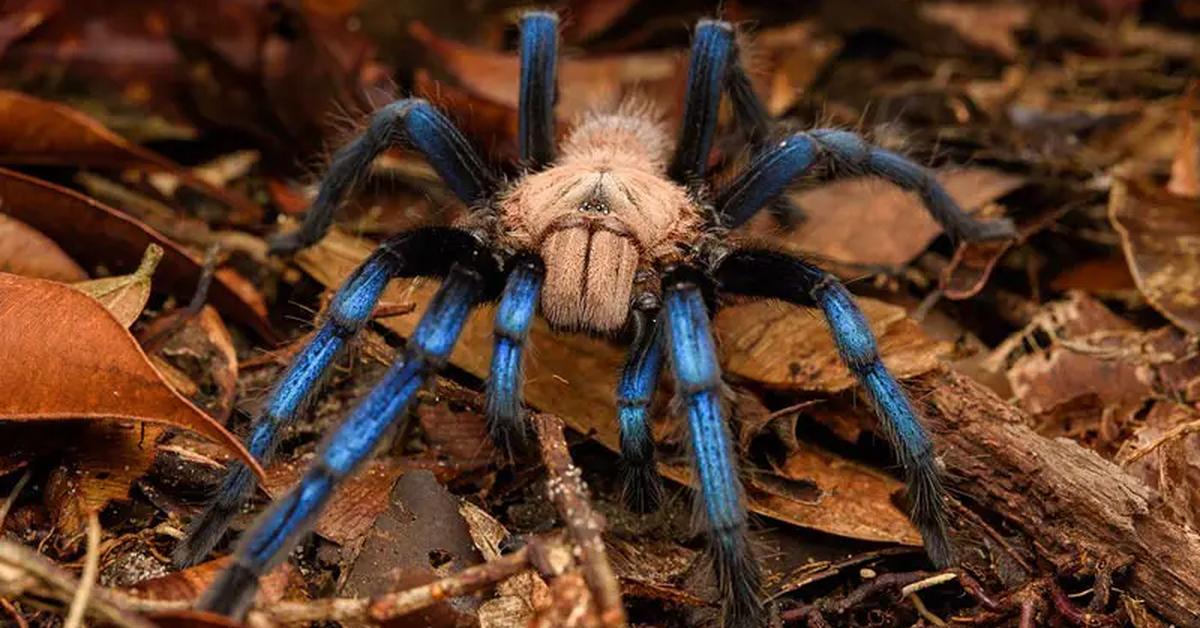 Picture of Green Bottle Blue Tarantula, known in Indonesia as Tarantula Biru Botol Hijau.