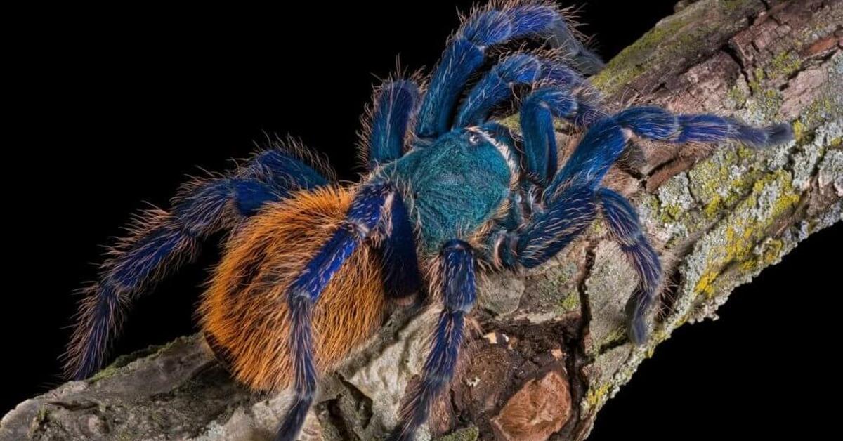 Elegant Green Bottle Blue Tarantula in its natural habitat, called Tarantula Biru Botol Hijau in Indonesia.