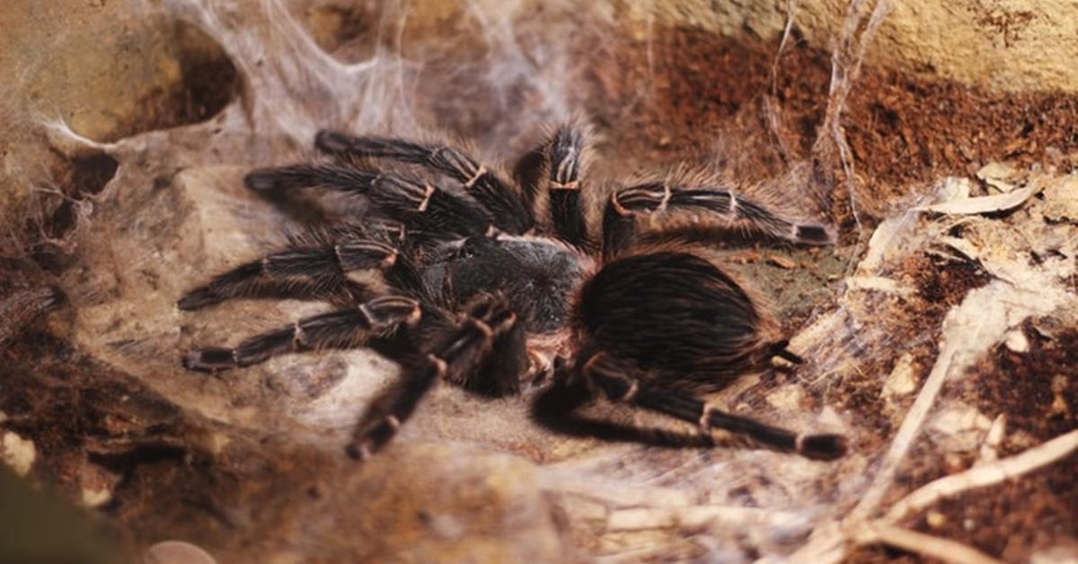 Photogenic Green Bottle Blue Tarantula, scientifically referred to as Chromatopelma cyaneopubescens.