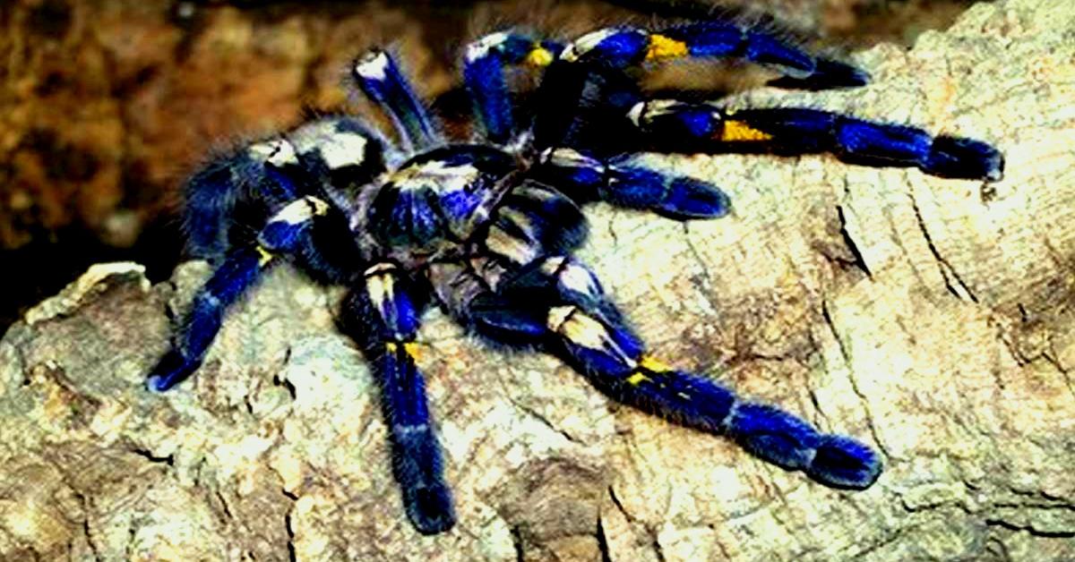 The elegant Green Bottle Blue Tarantula (Chromatopelma cyaneopubescens), a marvel of nature.