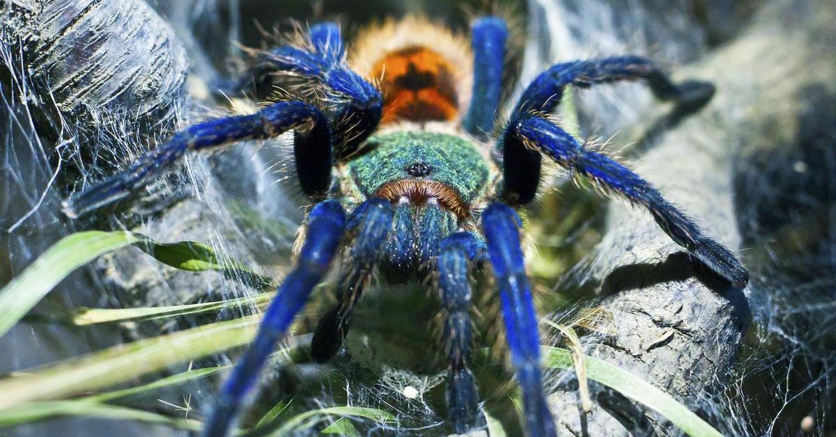 Splendid image of the Green Bottle Blue Tarantula, with the scientific name Chromatopelma cyaneopubescens.