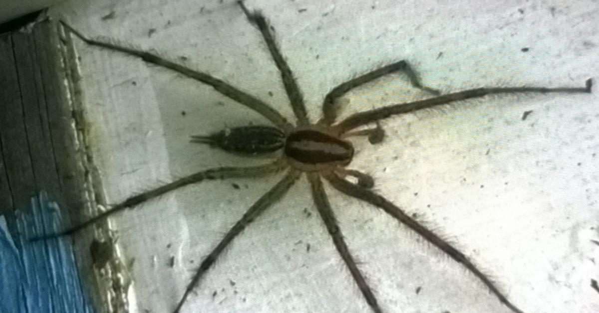 Visual of Grass Spider, or Laba-laba Rumput in Indonesian, showcasing its beauty.