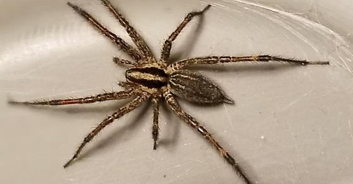 Splendid image of the Grass Spider, with the scientific name Agelenopsis.