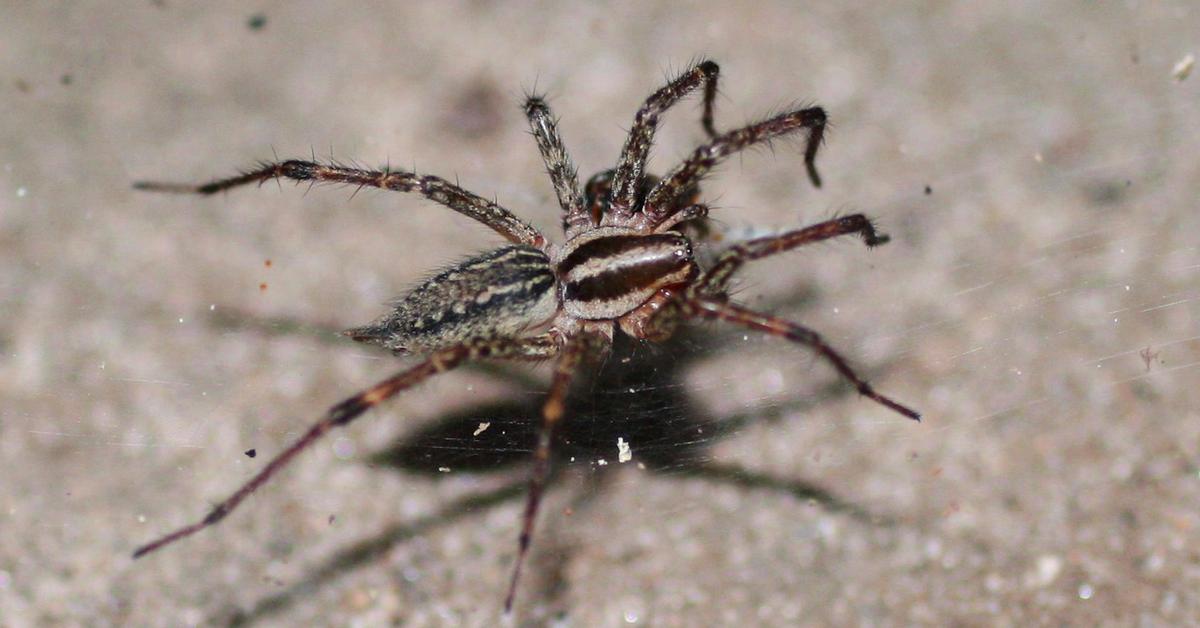 The fascinating Grass Spider, scientifically known as Agelenopsis.