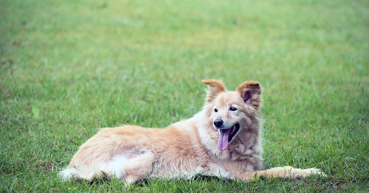 Image of the Gollie (Canis lupus), popular in Indonesia as Gollie.