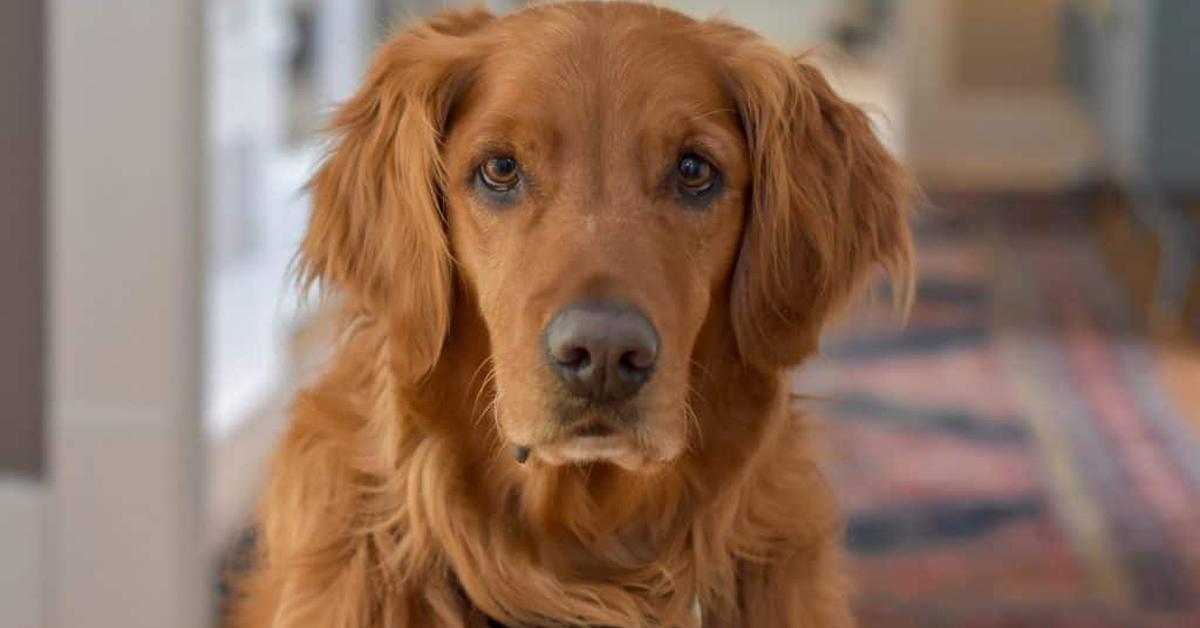 Stunning image of the Golden Irish (Canis Lupus), a wonder in the animal kingdom.