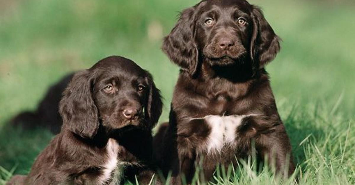 Image of the German Longhaired Pointer (Canis lupus), popular in Indonesia as Anjing Pointer Jerman Berambut Panjang.