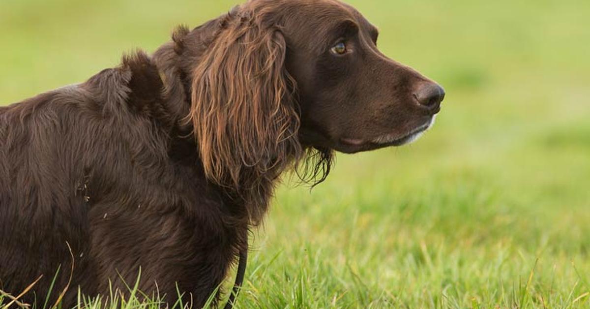 Portrait of a German Longhaired Pointer, a creature known scientifically as Canis lupus.