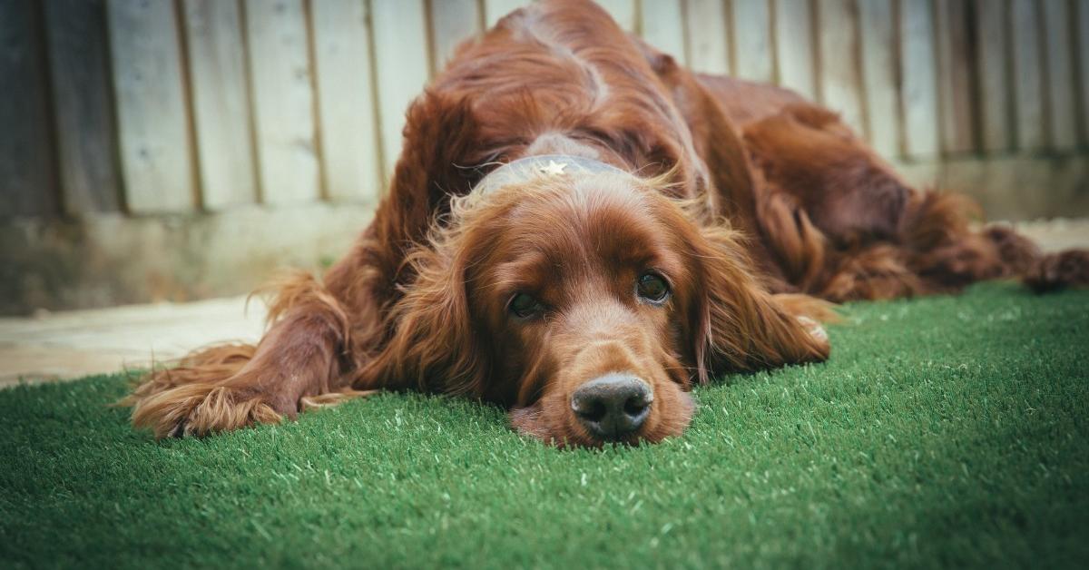 The remarkable German Longhaired Pointer (Canis lupus), a sight to behold.